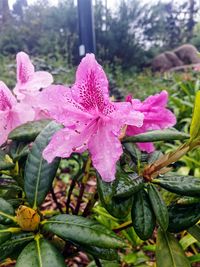 Close-up of pink flowers