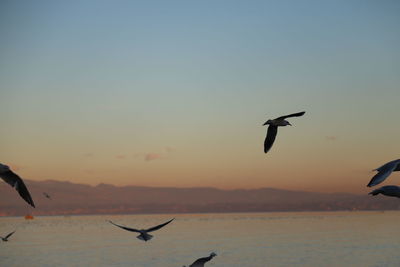 Silhouette bird flying over sea against sky during sunset