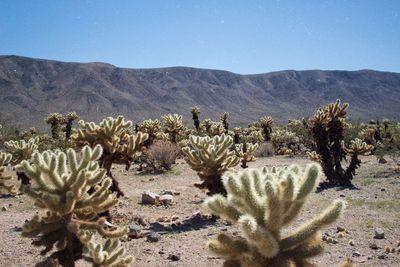 Cactus growing in desert against sky