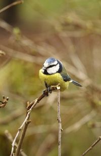 Close-up of blue tit perching on branch in summer looking at camera