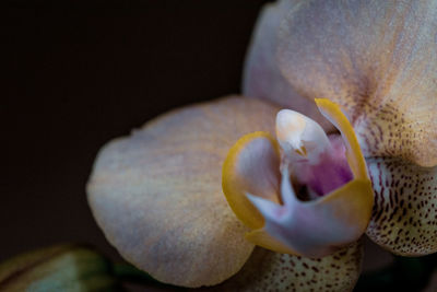 Close-up of orchid flower against black background