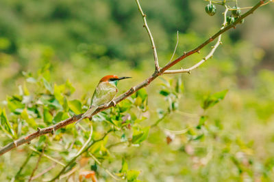 Chestnut-headed