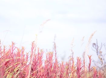 Close-up of flowering plants on field against sky