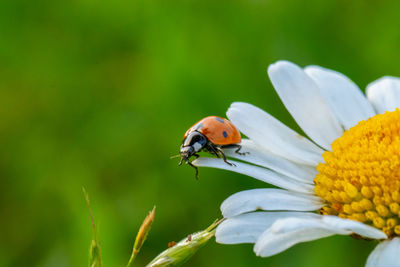 Close-up of ladybug on flower