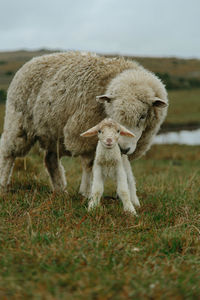 Full length of a sheep in a field