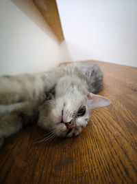 Close-up of a cat resting on floor