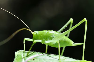 Close-up of insect on plant