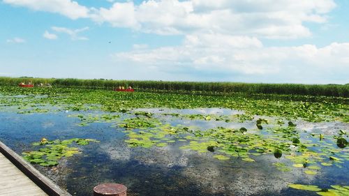 Plants growing on field by lake against sky