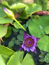 Close-up of purple flowering plant