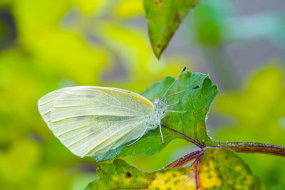 Close-up of butterfly on leaves