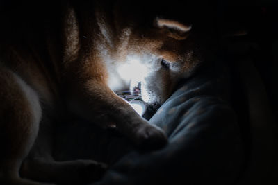 Close-up of cat sleeping