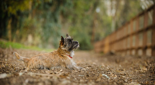 Dog sitting on field against tree