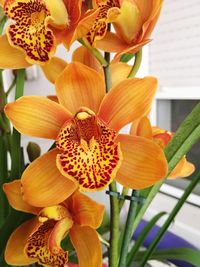 Close-up of day lily blooming outdoors