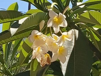 Close-up of white flowers