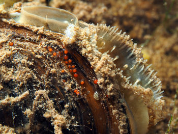 Close-up of crab in sea