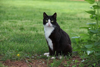 Portrait of black cat on field