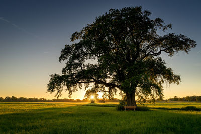 Tree on field against sky during sunset