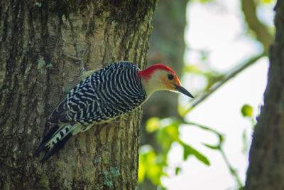 Close-up of a bird perching on tree