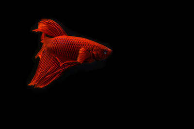 Close-up of fish swimming in aquarium