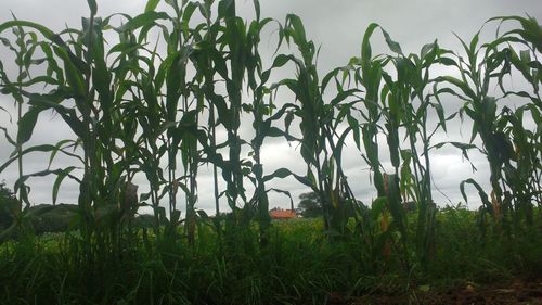 Plants on field against sky