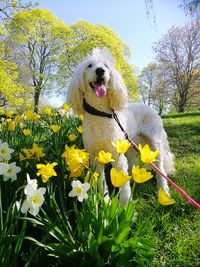 View of a dog