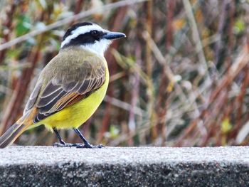 Close-up of bird perching on plant