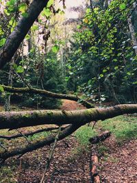 Close-up of tree in forest