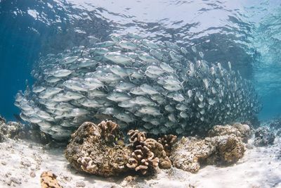 Fish swimming in sea