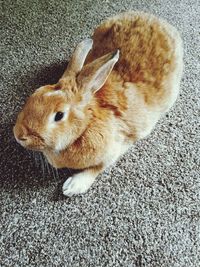 High angle view of animal on rug