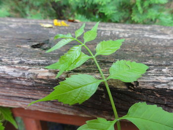 Close-up of plant