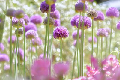 Close-up of purple flowering plants on field