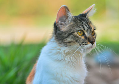 Close-up of a cat looking away