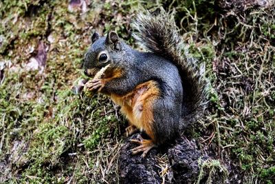 Squirrel sitting on field