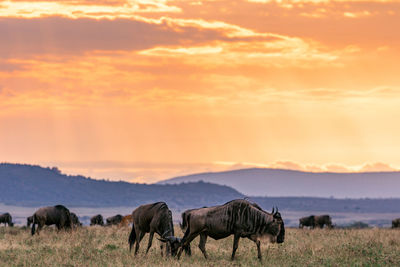 View of sheep grazing in field