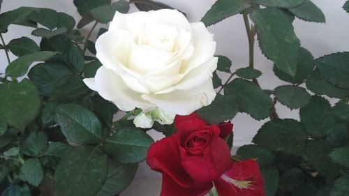 Close-up of white rose blooming outdoors