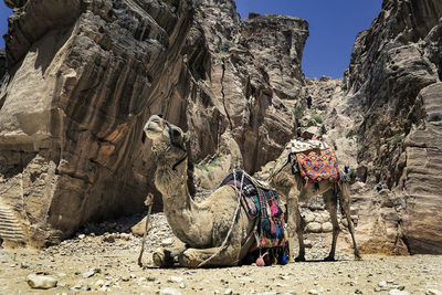 Panoramic view of tiger on rock