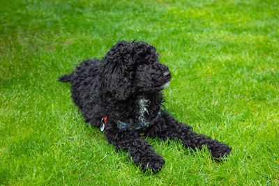 Black toy poodle puppy lying on grass