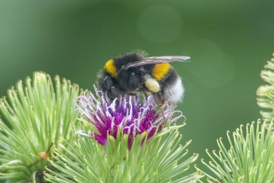 Close-up of honey bee on flower