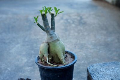 Close-up of succulent plant