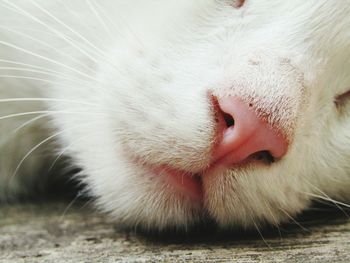 Close-up of white cat