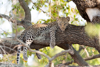 Close-up of a cat on tree