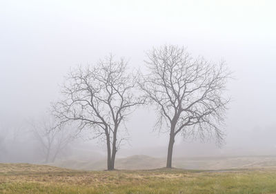 Bare tree on field against sky