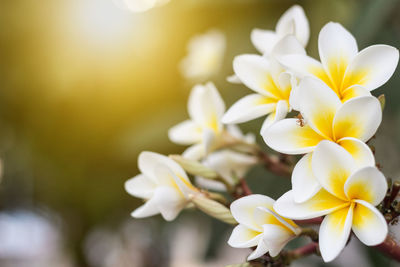 Close-up of white frangipani blooming outdoors