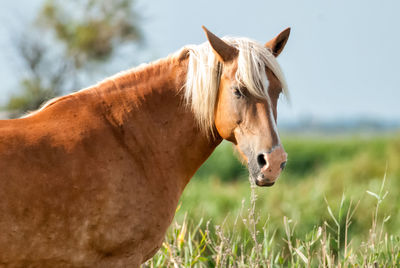 Close-up of horse standing on field
