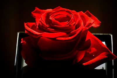 Close-up of red rose