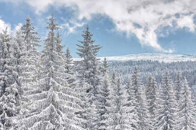 Woodland with pine trees covered in snow blanket against blue sky in vitosha mountain, bulgaria