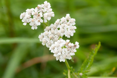 Close-up of white flowering plant