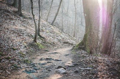 Narrow pathway along trees in forest