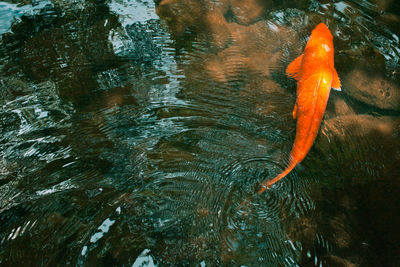 High angle view of koi carp swimming in pond