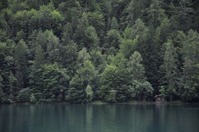 Scenic view of lake in forest